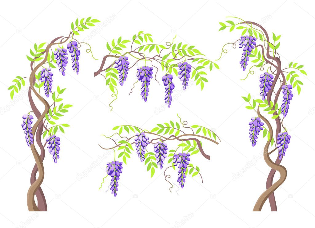  Wormwood tree. Blooming wisteria branches and bunches of flowers, elements for design. Vector cartoon illustration.