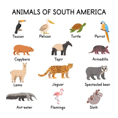 Amerikan hayvanlarının güneyi: Toucan, pelikan, kaplumbağa, papağan, capybara, tapir, lama, jaguar, gözlüklü ayı, flamingo, miskin, armadillo, beyaz bir arka planda karınca yiyen. Çizgi film çizimi..