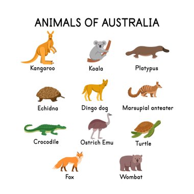  Avustralya Hayvanı: kanguru, koala, ornitorenk, ekidna, dingo köpeği, timsah, kaplumbağa, tilki, wombat, devekuşu Emu beyaz arka planda. Çocuklar için düz çizgi film çizimi.