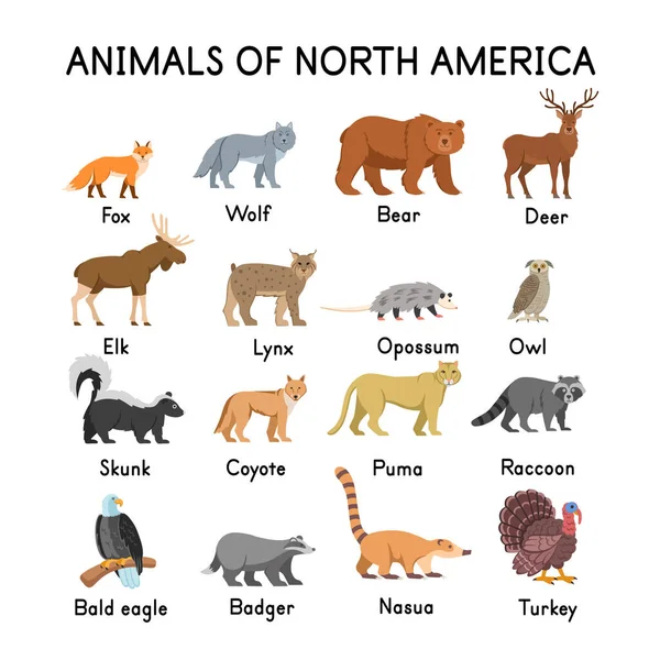 Animals North America Fox Wolf Bear Deer Elk Skunk Lynx — Stock Vector