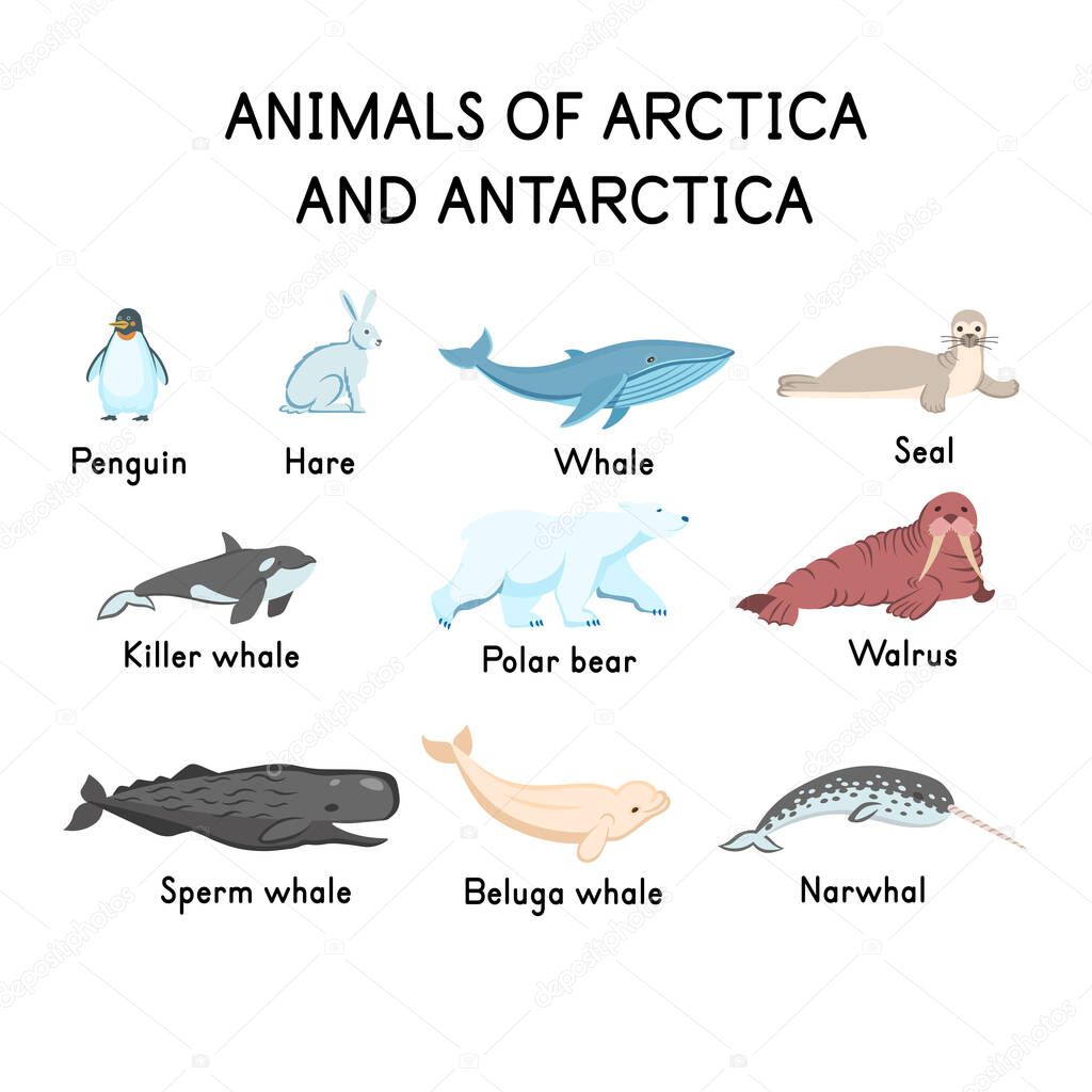 Animals of the arctica and antarctica: penguin, hare, whale, seal, killer whale, polar bear, walrus, sperm whale, narwhal, beluga whale on a white background.Flat cartoon illustration for kids.