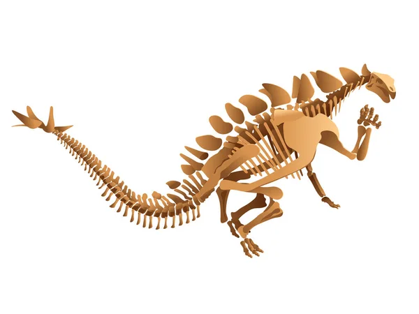 Stegosaurus Skelett Vit Bakgrund — Stock vektor