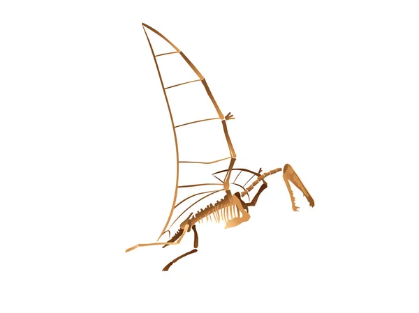 Pterodactylus Squelette Sur Fond Blanc — Image vectorielle