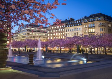 Kiraz çiçeği Kungstradgarden, Stockholm, İsveç.