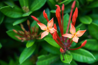 Çiçek kırmızı MahS