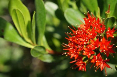 Daldaki kırmızı çiçek