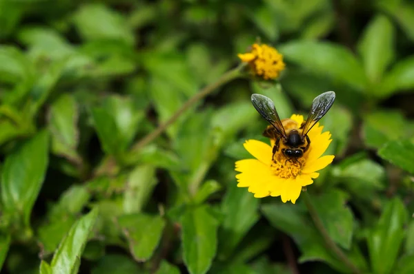 Μέλισσα και τα λουλούδια — Φωτογραφία Αρχείου