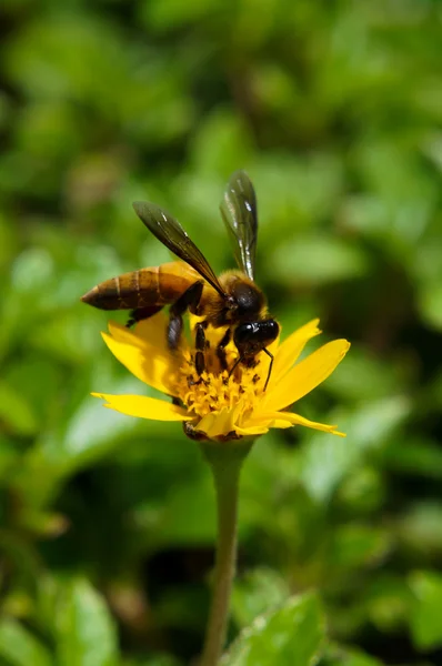 Çiçek arıya — Stok fotoğraf