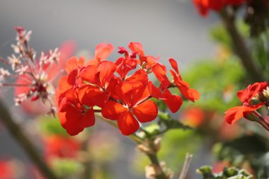 geranium flower in red blooming background with copy space Greek Greece scenic