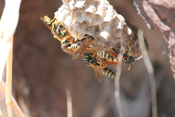 Hornets Gniazdo Osy Honycomb Gniazdo Zapasów Fotografia Fotografia Obraz Obraz — Zdjęcie stockowe