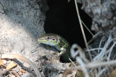 Arazi Yunan Adası Erhard'ın duvar kertenkele üzerinde gölgeler şeritler üzerinde nadir yeşil Ege duvar kertenkele