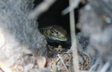 Arazi Yunan Adası Erhard'ın duvar kertenkele üzerinde gölgeler şeritler üzerinde nadir yeşil Ege duvar kertenkele