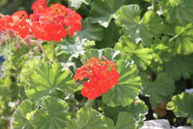 geranium flower in red blooming background