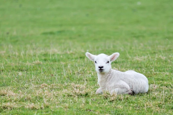 Agneau bébé mouton dans le champ de printemps herbe — Photo