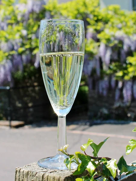 Champagne glas vieren blauweregen — Stockfoto