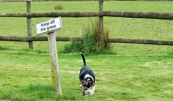 远离草食狗在草允许顽皮的不良行为指示方向忽略反叛狗是一个杰克罗素 — 图库照片