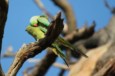 Gül halkalı muhabbet kuşu halka boyunlu muhabbet kuşu bilinen Psittacula krameri sokulgan Afro-Asya muhabbet olduğunu  