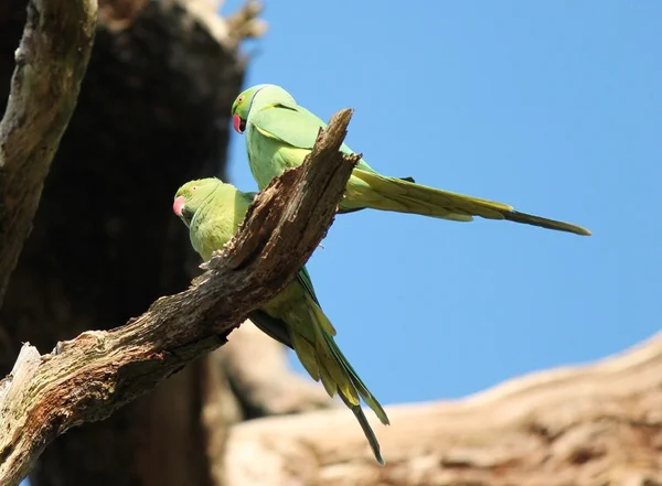 Rose Ringed Parakeet Psittacula Krameri Known Ring Necked Parakeet Gregarious — Stock Photo, Image