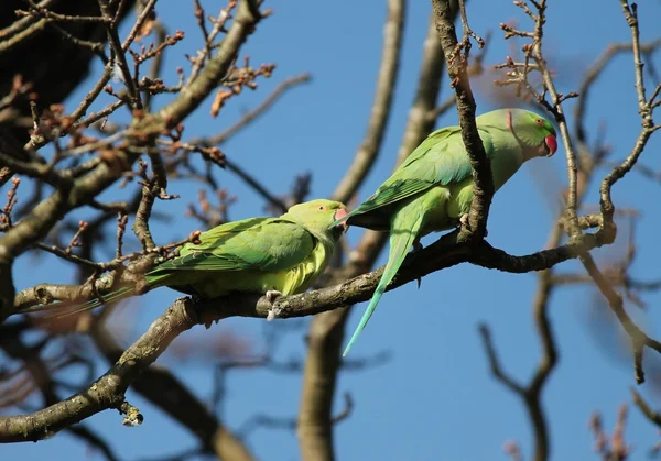 Rose-ringed parakeet Psittacula krameri, known as the ring-necked parakeet, is a gregarious Afro-Asian parakeet — Stock Photo, Image