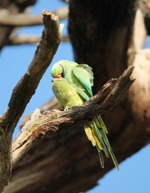 Gül halkalı muhabbet kuşu halka boyunlu muhabbet kuşu bilinen Psittacula krameri sokulgan Afro-Asya muhabbet olduğunu  
