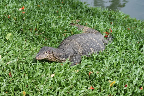 Дикий комодский дракон Varanus komodoensis — стоковое фото