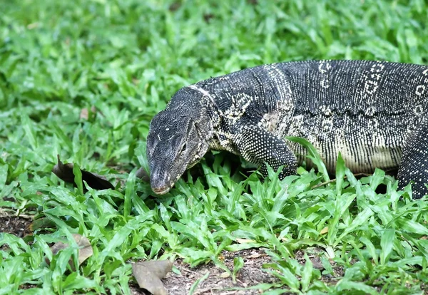 Acqua monitor selvaggio in Thailandia grande lucertola gigante — Foto Stock