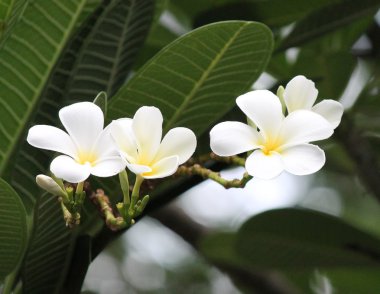 frangipani çiçek ağacı beyaz çiçek stok, fotoğraf, fotoğraf, resim, resim,