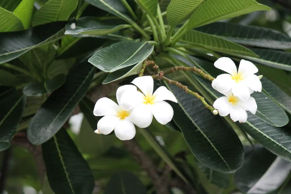 Frangipani Blomma Träd Vita Blommor Lager Foto Fotografi Bild Bild — Stockfoto