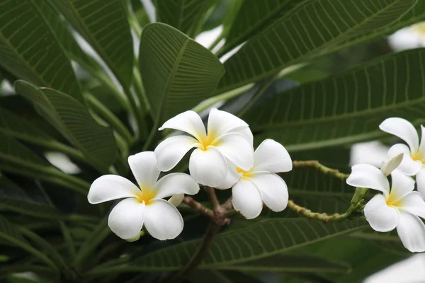 Frangipani Blomma Träd Vita Blommor Lager Foto Fotografi Bild Bild — Stockfoto