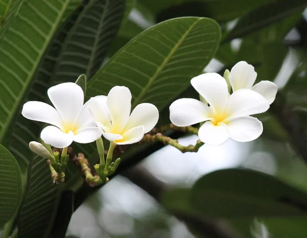 Frangipani Blomma Träd Vita Blommor Lager Foto Fotografi Bild Bild — Stockfoto