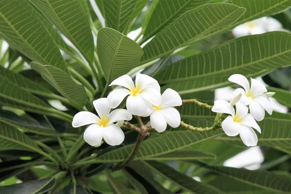 Frangipani Flower Tree White Flowers Stock Photo Photograph Image Picture Stock Photo