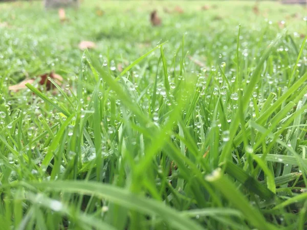 Fond Herbe Verte Sur Prairie Avec Des Gouttes Rosée Eau — Photo