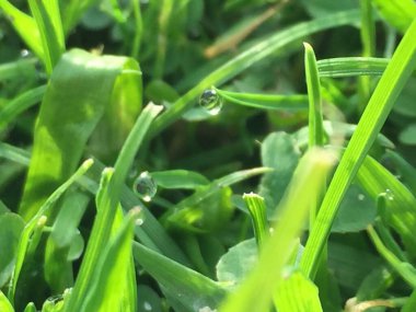 Çayırda yeşil çimen arka planında ilkbaharda sabah vakti çiyli su damlaları açık havada kapanıyor. Doğanın saflığı ve tazeliğinin güzel sanatsal görüntüsü, kopyalama alanı.