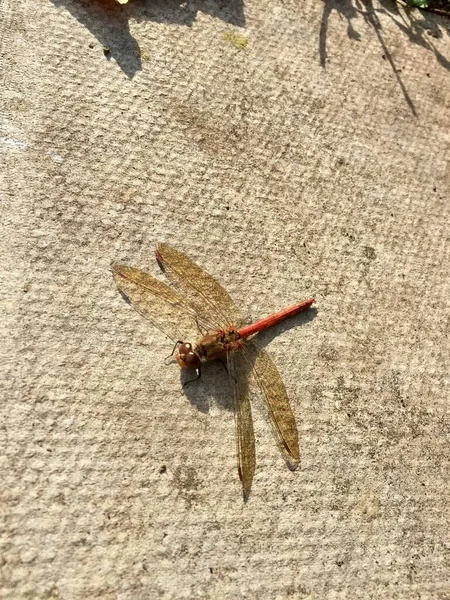 Dragonfly Red Veined Darter Common — Stock Photo, Image