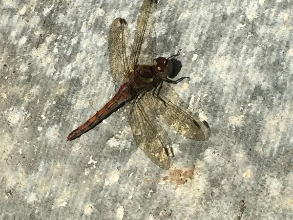 Libélula Roja Vena Darter Común Reino Unido —  Fotos de Stock