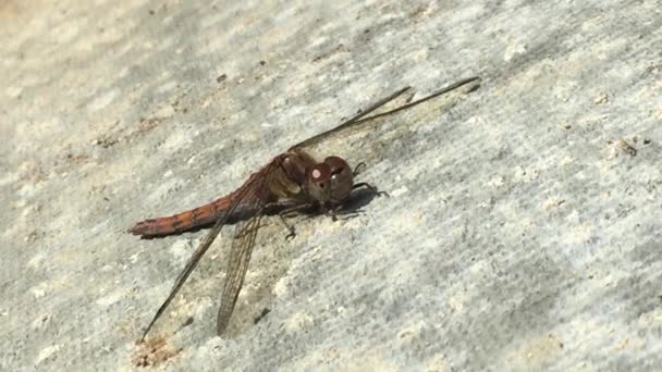 红色脉络蜻蜓在阳光下晒在温暖的混凝土上 — 图库视频影像