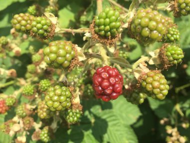 Çalı çalılarının üzerinde böğürtlen. Bir sürü böğürtlen olgunlaşmış ve olgunlaşmamış. Böğürtlen arkaplan fotoğrafı, resim fotoğrafı