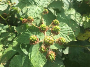 Çalı çalılarının üzerinde böğürtlen. Bir sürü böğürtlen olgunlaşmış ve olgunlaşmamış. Böğürtlen arkaplan fotoğrafı, resim fotoğrafı