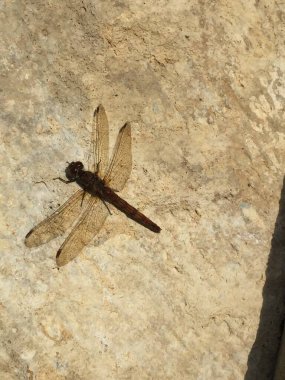 Yusufçuk kırmızı damarlı dartı İngiltere 'de yaygındır. 