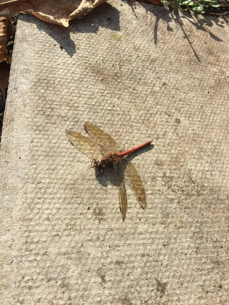 Dragonfly Red Veined Darter Common — Stock Photo, Image