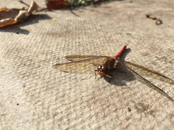 Libélula Roja Vena Darter Común Reino Unido — Foto de Stock