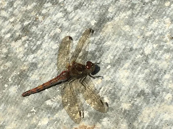 Libélula Roja Vena Darter Común Reino Unido —  Fotos de Stock