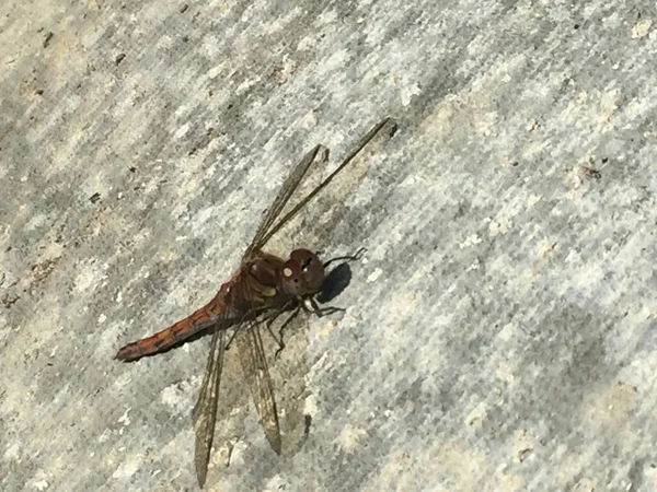 Libélula Roja Vena Darter Común Reino Unido —  Fotos de Stock