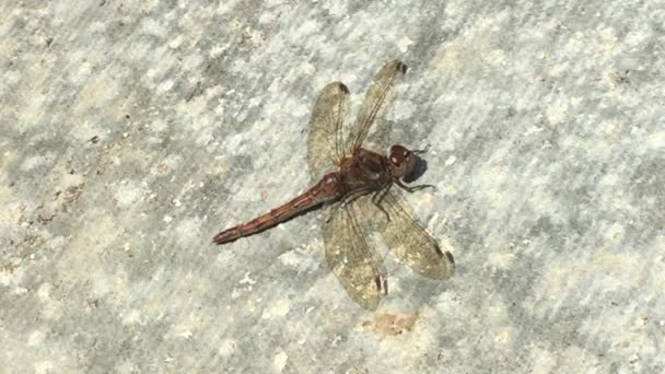 Red Veined Dragonfly Sunning Itself Warm Concrete Sun — Stock Video