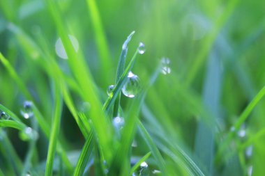 Yeşil çimlerin arka planında su damlaları ve yakın plan çiyleri var. Doğanın saflığı ve tazeliğinin güzel sanatsal görüntüsü, kopyalama alanı