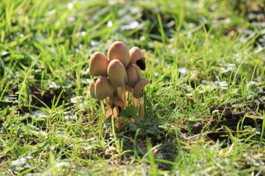 magic mushrooms or liberty cap mushroom hallucinogenic growing against grass background with copy space