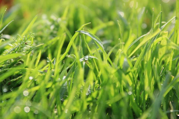 Groen Gras Achtergrond Weide Met Druppels Water Dauw Close Prachtig — Stockfoto