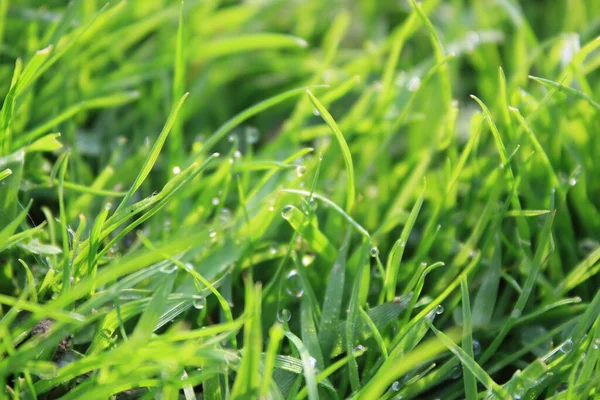 Fondo Hierba Verde Prado Con Gotas Rocío Agua Cerca Hermosa — Foto de Stock