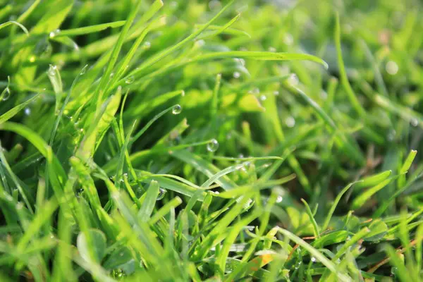 Groen Gras Achtergrond Weide Met Druppels Water Dauw Close Prachtig — Stockfoto