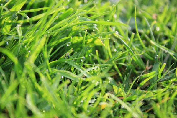 Fond Herbe Verte Sur Prairie Avec Des Gouttes Rosée Eau — Photo